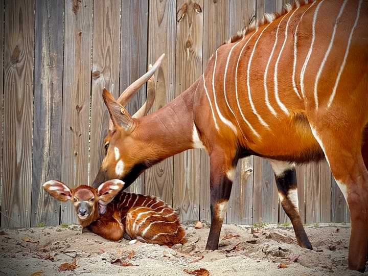 Things To Do Gulf Breeze Zoo